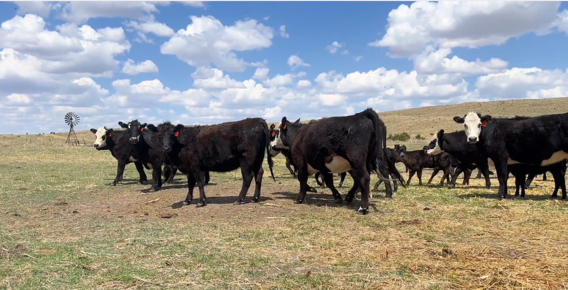 45 Black & BWF heifer pairs (1250 # pair) HP513B5
